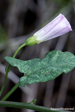 Flower and leaf
